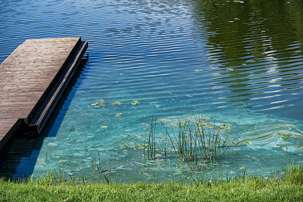 A polluted lake with a wooden pier, illustrating the effects of pollution, possibly from wastewater, and its impact on the environment.