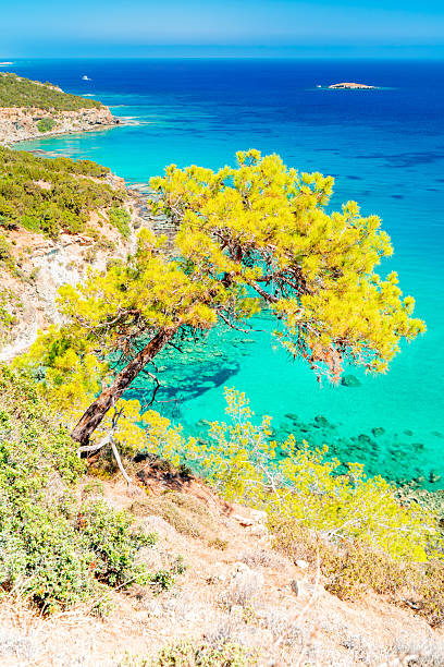 istock Pine tree on the coast Cyprus, Akamas Peninsula. 2231956741