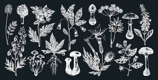 Poisonous plants and mushrooms hand drawn vector illustration. Witch herbs, deadly fungi sketches on chalkboard. NOT AI generated