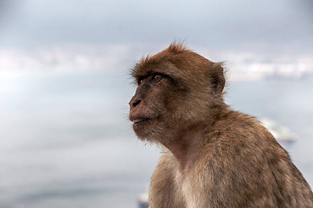 Wild barbary macaque or called simply Gibraltar monkeys sitting  on the Rock of Gibraltar, Europe