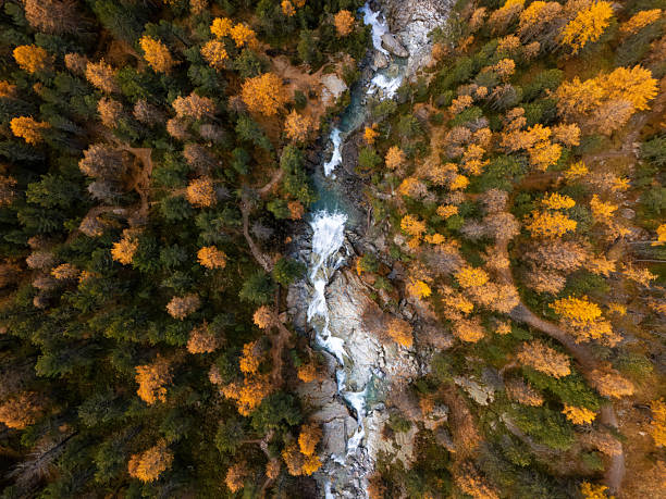 Aerial view of a vibrant autumn forest with yellow and green trees surrounding a rocky mountain stream. Scenic nature landscape with flowing water and winding forest trails. Fall season wilderness.