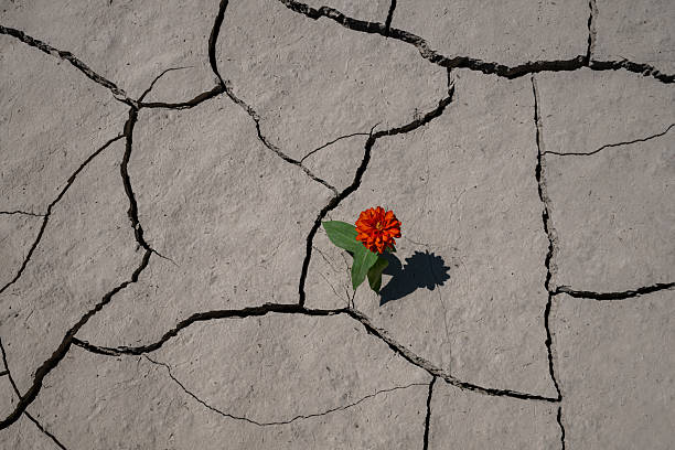 istock A lonely flower on clay cracked by the heat 2231963692