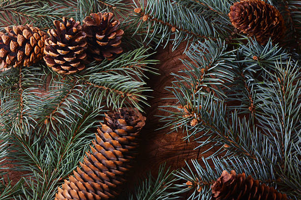 istock Spruce branches on a wooden background 2231963966