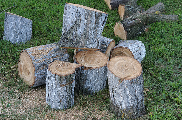 A pile of chopped firewood logs on green grass. A cut tree.
