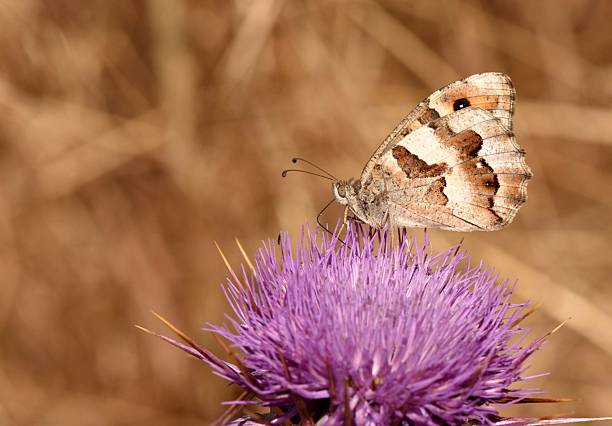 istock Hermit butterfly pollinating on a purple thistle flower 2231964767