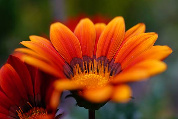 istock Vibrant orange and red flower close-up. 2231965564