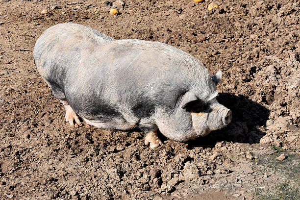 portrait of a  dark-haired big sow with tongue sticking out, bred in the open air for the production of meat and cold cuts