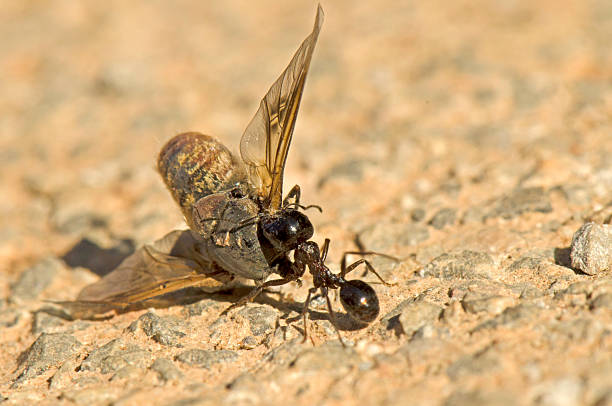 istock A black ant carrying a dead winged insect 2231967115