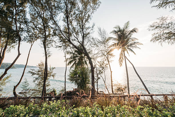 Sun setting over the ocean behind palm and coastal trees. Tropical beach scene with calm water and lush greenery. Serene coastal landscape with warm sunlight and natural beauty.