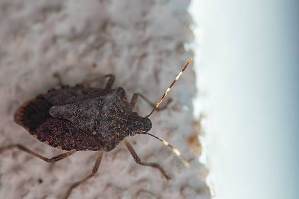 istock Macro Photo of a Brown Stink Bug on a White Wall 2231968761