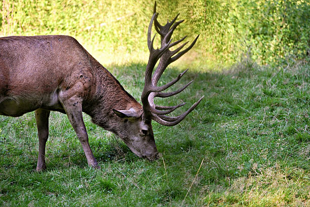 Domestic wildlife in the Black Forest
