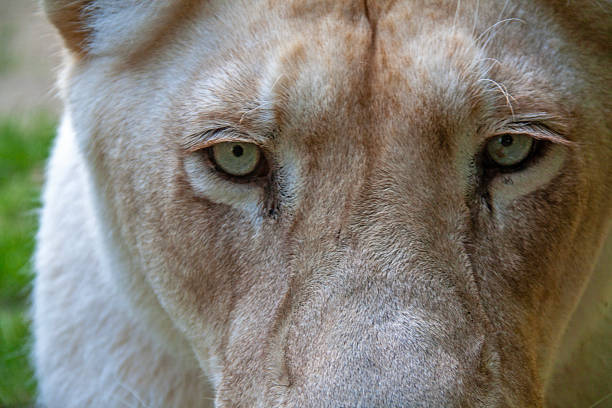 Close-up of a lioness's eyes, facing forward
