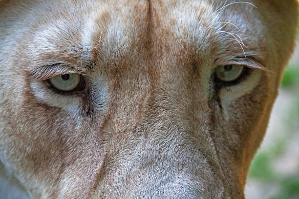 The mountain lion—also known as the cougar, puma, panther, or catamount—is a large cat species native to the Americas. Mountain lions are large, tan cats. Their bodies are mainly covered in tawny-beige fur, except for the whitish-gray belly and chest. Black markings decorate the tip of the tail, ears, and around the snout. Mountain lions vary hugely in average body size depending on geographic location—their size is smallest closer to the equator and largest closer to the poles.