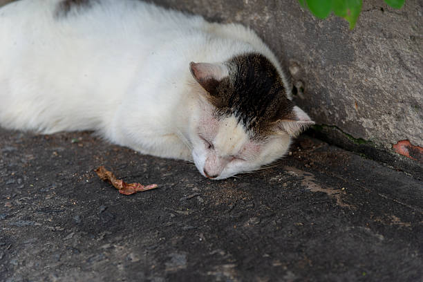 A white cat lying sleeping in the corner of a dark wall. Street animal.