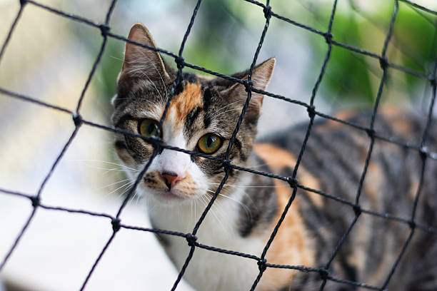 A tabby cat looking at the camera through a safety net. Pet. Feline. Beautiful.