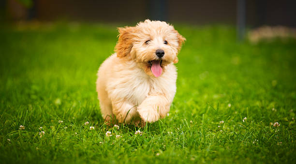 istock Happy Maltipoo Puppy Running on Grass 2231969825