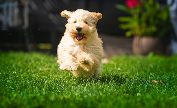 istock Happy Fluffy Maltipoo Puppy Running in Grass 2231969849