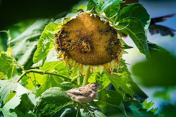 Sparrow perched on sunflower, serene summer garden scene. Peaceful wildlife moment, natural sunlight.