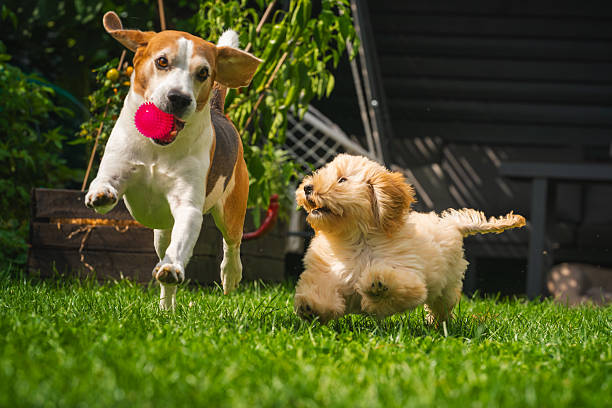 Beagle and Maltipoo puppy playfully chase a pink ball across a sunny green lawn. Joyful outdoor dog game.