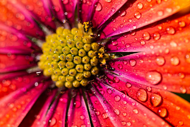 istock Closeup Dew Drops on Vibrant Pink Flower 2231969866