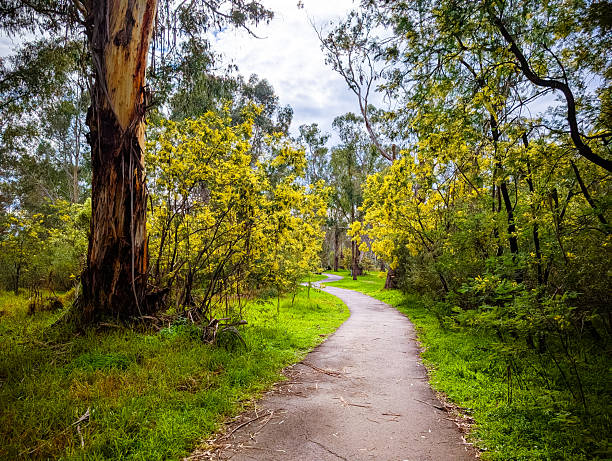 istock Golden Wattle in Melbourne Australia 2231971772