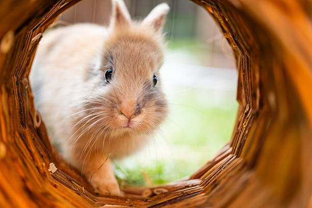 A cute little rabbit peeks through a tunnel, displaying its curious nature and playful spirit while exploring