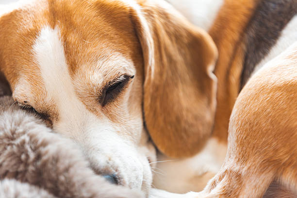 istock A Beagle dog is comfortably laying down on a bed 2231972912