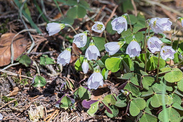 istock Blooming Oxalis acetosella flowers 2231973125