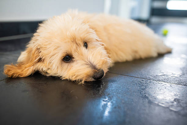 istock Cute Fluffy Maltipoo Puppy Resting on Floor 2231975495