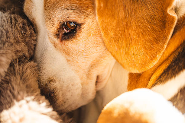 Close-up of a Beagle dog resting peacefully next to a cat, creating a heartwarming and tender mood of companionship and affection.  The warm, golden light enhances the intimate setting and the animals' gentle interaction.