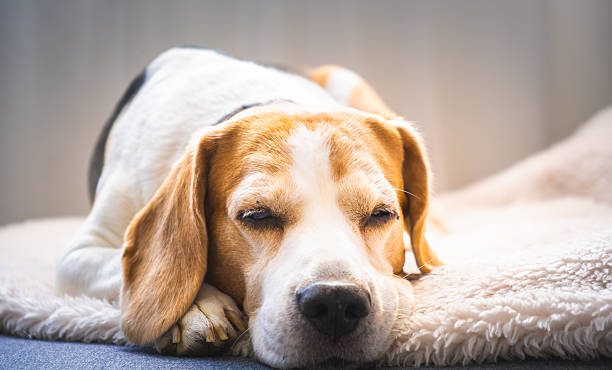 istock Sleeping Beagle Dog on Cozy Blanket 2231975513