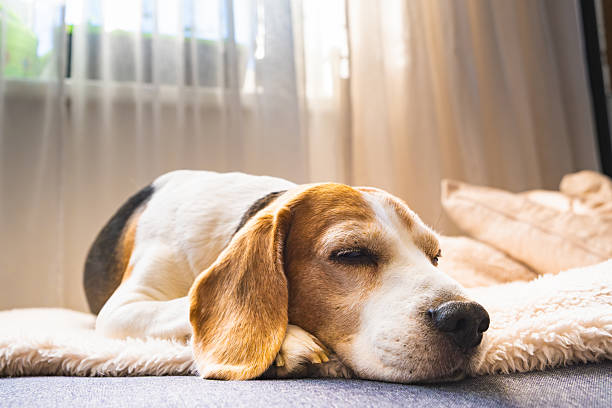 istock Beagle Dog Sleeping Peacefully on Couch by Window 2231975525