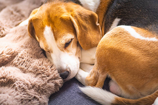 istock Beagle Dog Sleeping on Cozy Blanket 2231975530
