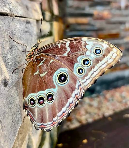 istock The underside of a Blue Morpho butterfly (Morpho peleides or Morpho menelaus) with its wings folded. 2231977904