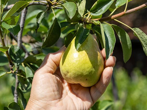 istock Hand-picking ripe pears from the tree in the orchard. 2231978938