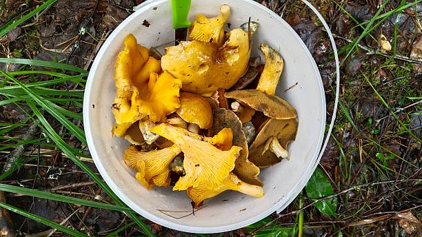 istock Mushrooms in a white bucket 2231980178