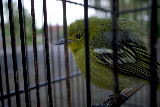istock A young green Cipoh sirtu bird,  Common Iora (Aegithina tiphia) perching in cage 2231980436