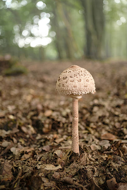 istock Wild parasol mushroom on forest floor 2231981511
