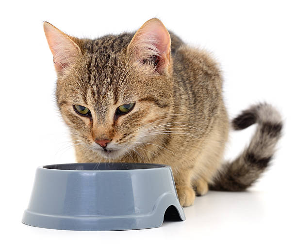 istock Tabby cat eating from bowl isolated on white background 2231983099