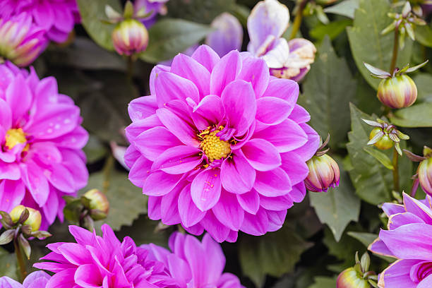 istock Dahlia Flowers in Melbourne Australia 2231983793