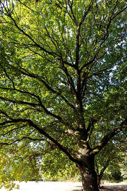 istock Large oak tree with spreading branches, Wirral, Merseyside, England, Britain 2231984845