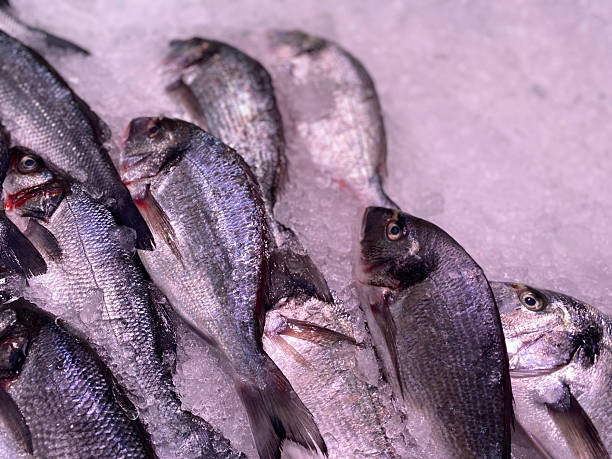 istock Fresh sea bream on ice at fish market 2231986089
