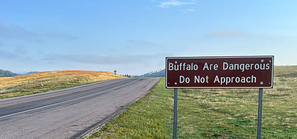 istock Buffalo Are Dangerous Do Not Approach Warning Sign 2231986090