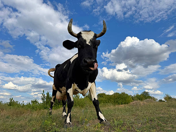 istock Cow grazing in the field. 2231986109