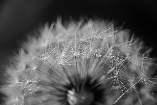 istock Black and White Dandelion Close-Up 2231988104