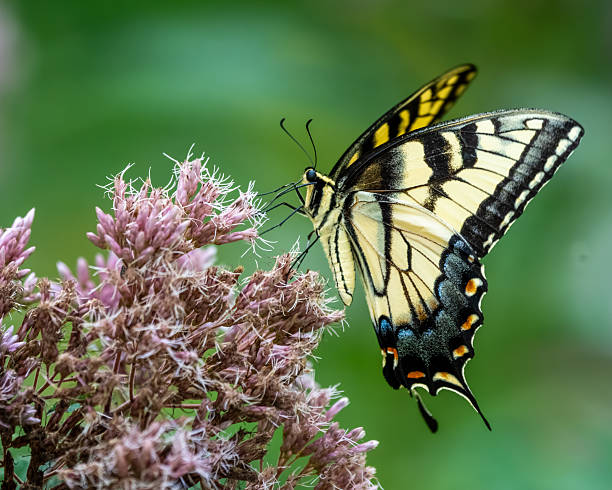 istock An male Eastern Tiger Swallowtail butterfly feeding on a flower 2231989471