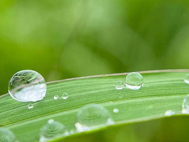 istock Close-up of water drops on leaves 2231989829