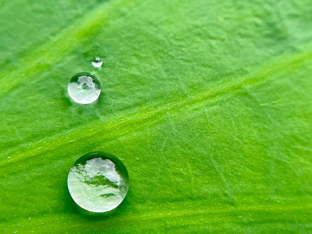 istock Close-up of water drops on leaves 2231989847