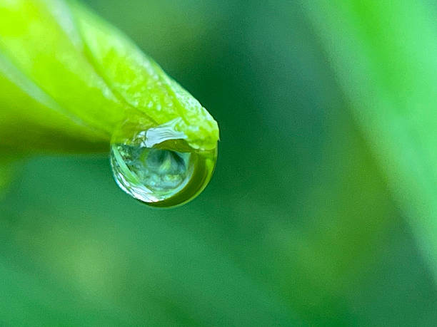 istock Close-up of water drops on leaves 2231989848