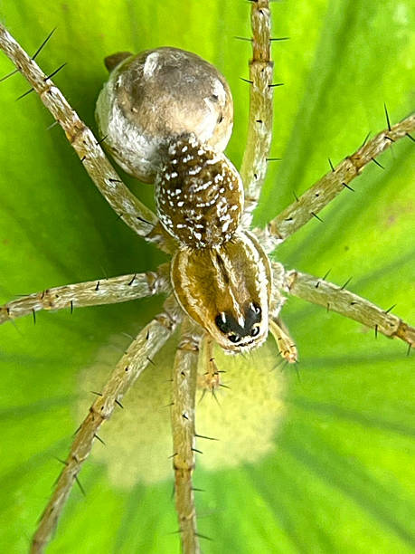 istock Close-up of a spider on green leave 2231990565
